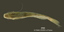 Pimelodella itapicuruensis FMNH 57986 holo v